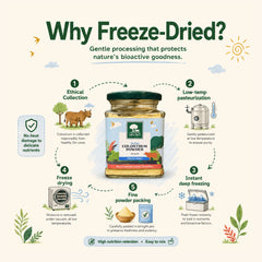 Gir Cow Colostrum Powder (Freeze-Dried)