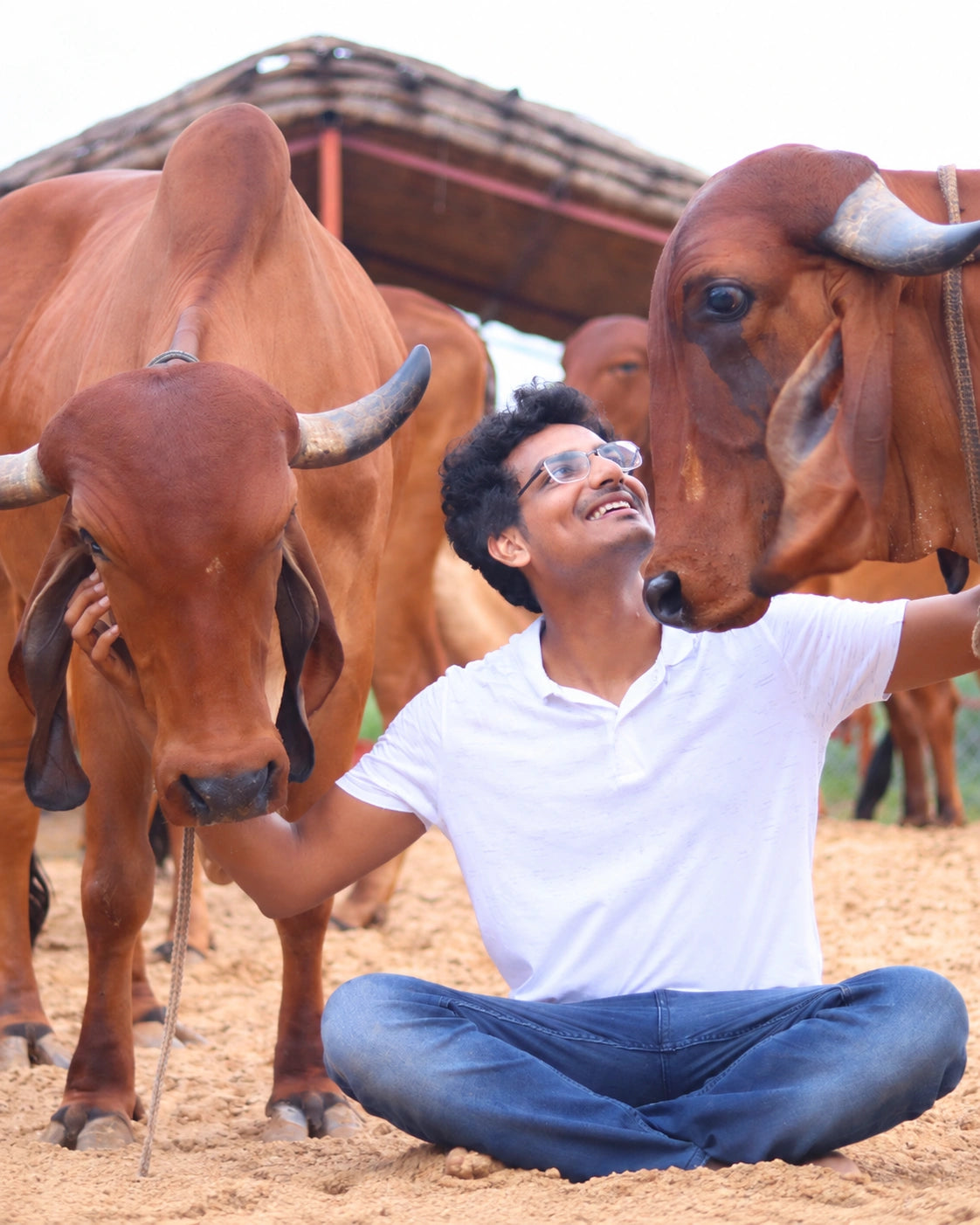 Vibhor Jain with Gir cows