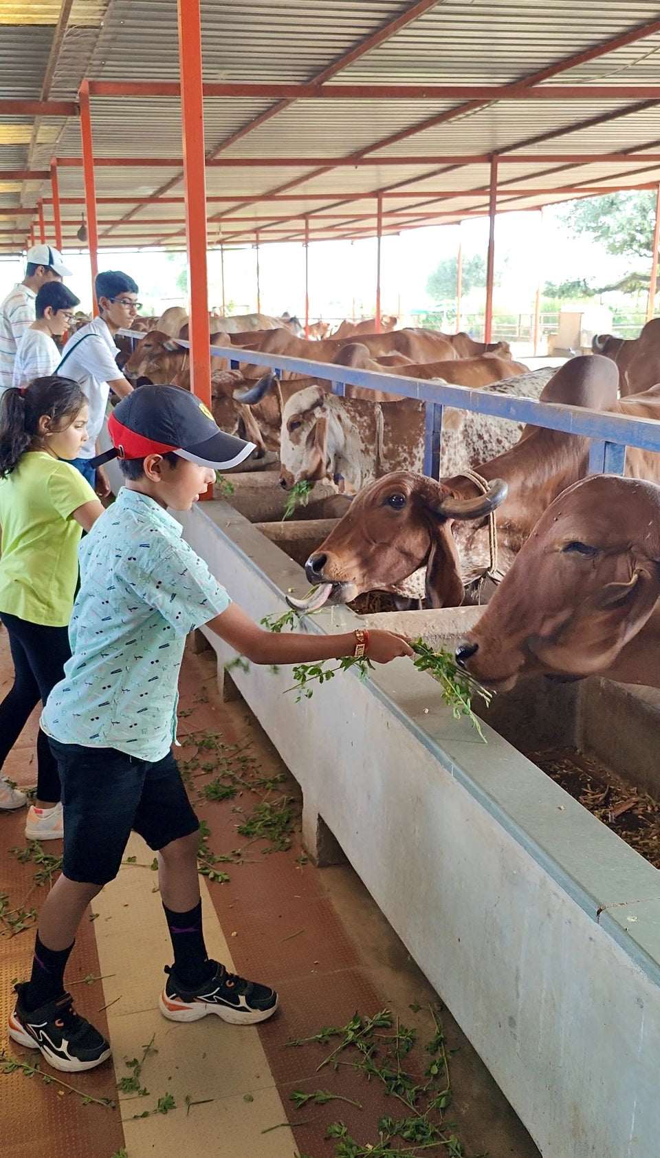 Life at the farm