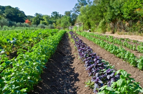Regenerative Organic Farming